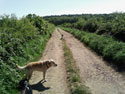Daily Walks