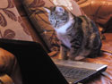 Other Pet Care Services