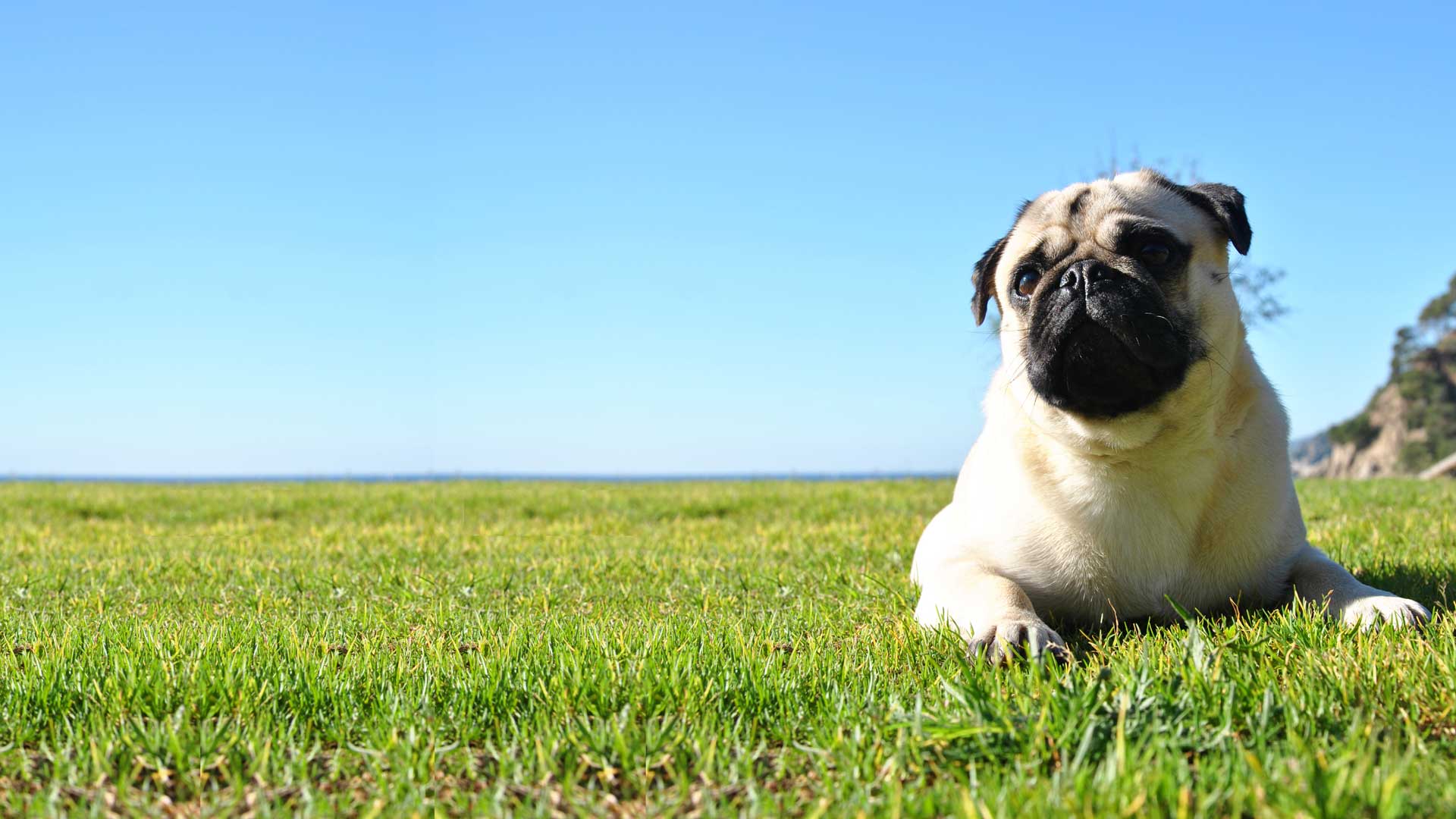 how-much-do-dog-walkers-charge-per-hour-uk